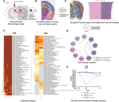 Discovering hematoma-stimulated circuits for secondary brain injury after intraventricular hemorrhage by spatial transcriptome analysis